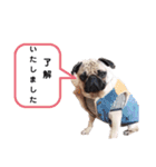 パグのめいちゃん丁寧なことば（個別スタンプ：13）