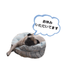 パグのめいちゃん丁寧なことば（個別スタンプ：15）