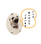 パグのめいちゃん丁寧なことば（個別スタンプ：16）