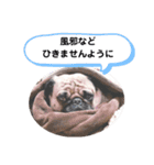 パグのめいちゃん丁寧なことば（個別スタンプ：18）
