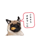 パグのめいちゃん丁寧なことば（個別スタンプ：20）