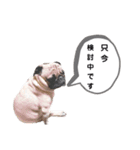 パグのめいちゃん丁寧なことば（個別スタンプ：21）