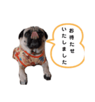 パグのめいちゃん丁寧なことば（個別スタンプ：22）
