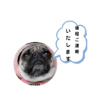 パグのめいちゃん丁寧なことば（個別スタンプ：23）