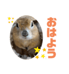 リチャードソンジリスのくるみ（個別スタンプ：1）