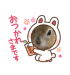 リチャードソンジリスのくるみ（個別スタンプ：4）