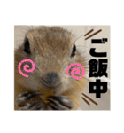 リチャードソンジリスのくるみ（個別スタンプ：8）