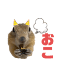 リチャードソンジリスのくるみ（個別スタンプ：12）