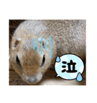 リチャードソンジリスのくるみ（個別スタンプ：13）