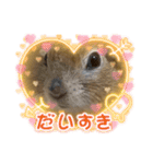 リチャードソンジリスのくるみ（個別スタンプ：15）
