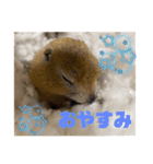 リチャードソンジリスのくるみ（個別スタンプ：16）