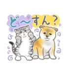 柴犬と猫ちゃんの岡山弁スタンプ（個別スタンプ：12）