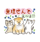 柴犬と猫ちゃんの岡山弁スタンプ（個別スタンプ：21）