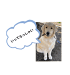 さぶと大福（個別スタンプ：12）