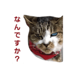 ねこたち③（個別スタンプ：2）