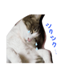 ねこたち③（個別スタンプ：3）
