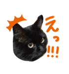 ねこたち③（個別スタンプ：4）