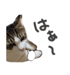 ねこたち③（個別スタンプ：5）