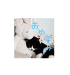 ねこたち③（個別スタンプ：8）