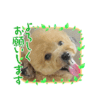 いちごワンだよ4（個別スタンプ：12）