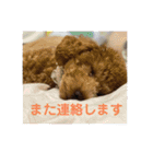 coco1004-3（個別スタンプ：1）