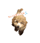coco1004-3（個別スタンプ：4）
