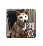 coco1004-3（個別スタンプ：5）