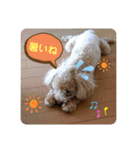 coco1004-3（個別スタンプ：8）