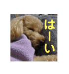 coco1004-3（個別スタンプ：9）