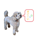coco1004-3（個別スタンプ：10）