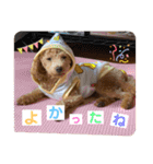 coco1004-3（個別スタンプ：12）