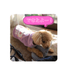 coco1004-3（個別スタンプ：14）