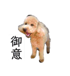 coco1004-3（個別スタンプ：19）