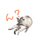 保護猫マロン好日スタンプ7（個別スタンプ：1）