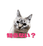 保護猫マロン好日スタンプ7（個別スタンプ：4）