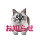 保護猫マロン好日スタンプ7（個別スタンプ：5）