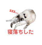保護猫マロン好日スタンプ7（個別スタンプ：8）