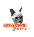 保護猫マロン好日スタンプ7（個別スタンプ：9）
