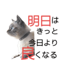 保護猫マロン好日スタンプ7（個別スタンプ：10）