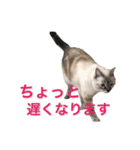 保護猫マロン好日スタンプ7（個別スタンプ：11）