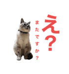 保護猫マロン好日スタンプ7（個別スタンプ：12）