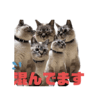 保護猫マロン好日スタンプ7（個別スタンプ：13）