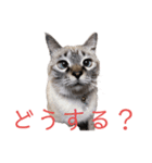 保護猫マロン好日スタンプ7（個別スタンプ：14）