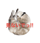 保護猫マロン好日スタンプ7（個別スタンプ：15）