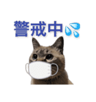 保護猫マロン好日スタンプ7（個別スタンプ：16）