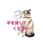 保護猫マロン好日スタンプ7（個別スタンプ：19）