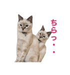 保護猫マロン好日スタンプ7（個別スタンプ：22）