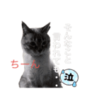 保護猫マロン好日スタンプ7（個別スタンプ：24）