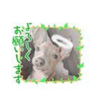 PuTeスタンプ（個別スタンプ：16）