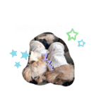 くぅ＆パール＆ふくスタンプ（個別スタンプ：6）